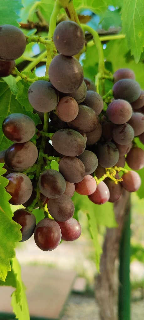 Gallery Grapes