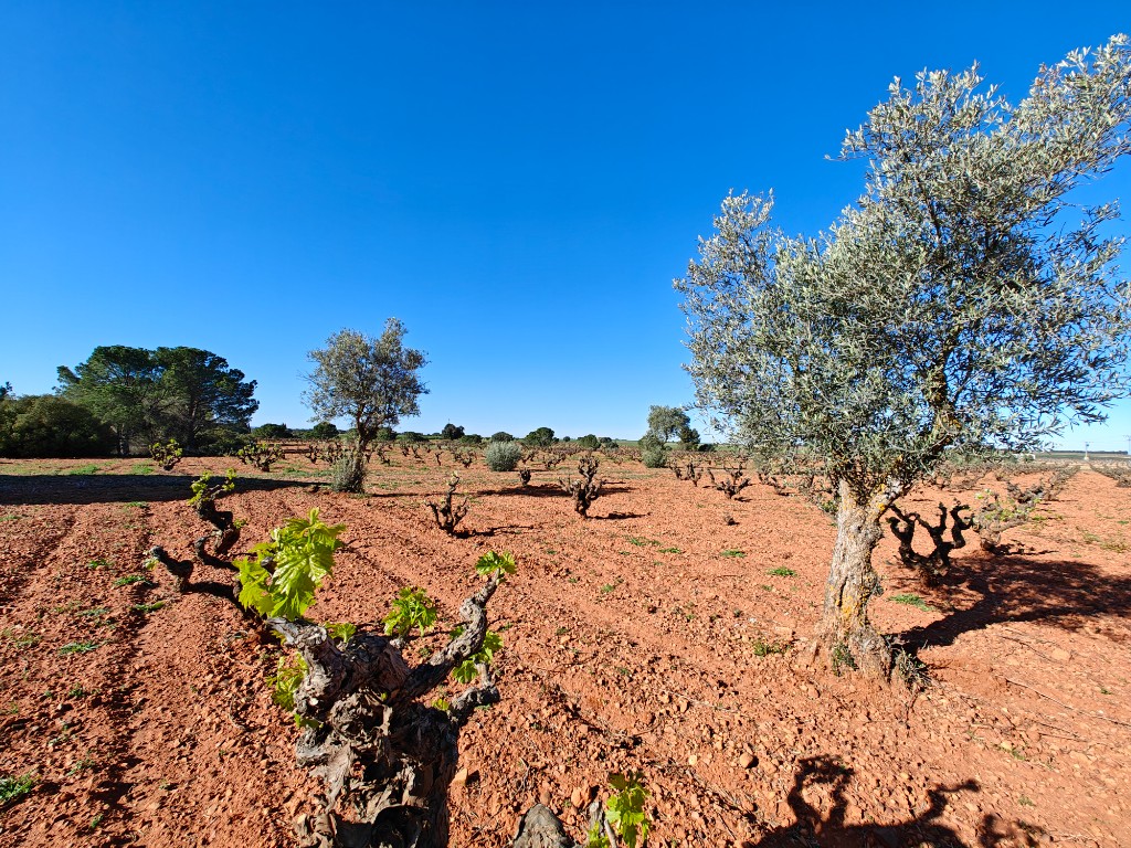 Gallery Vineyard Row