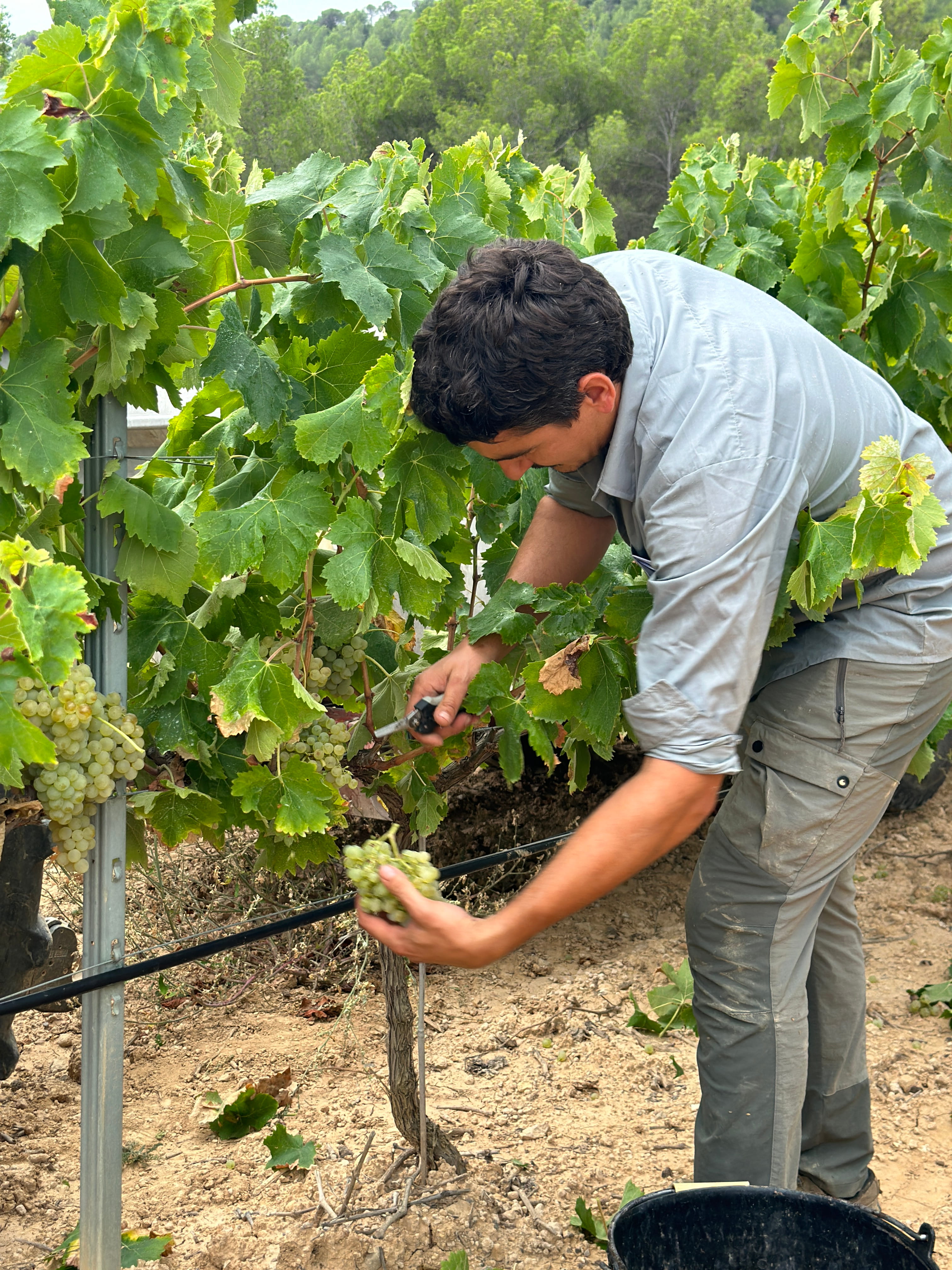 Man Collecting Grapes