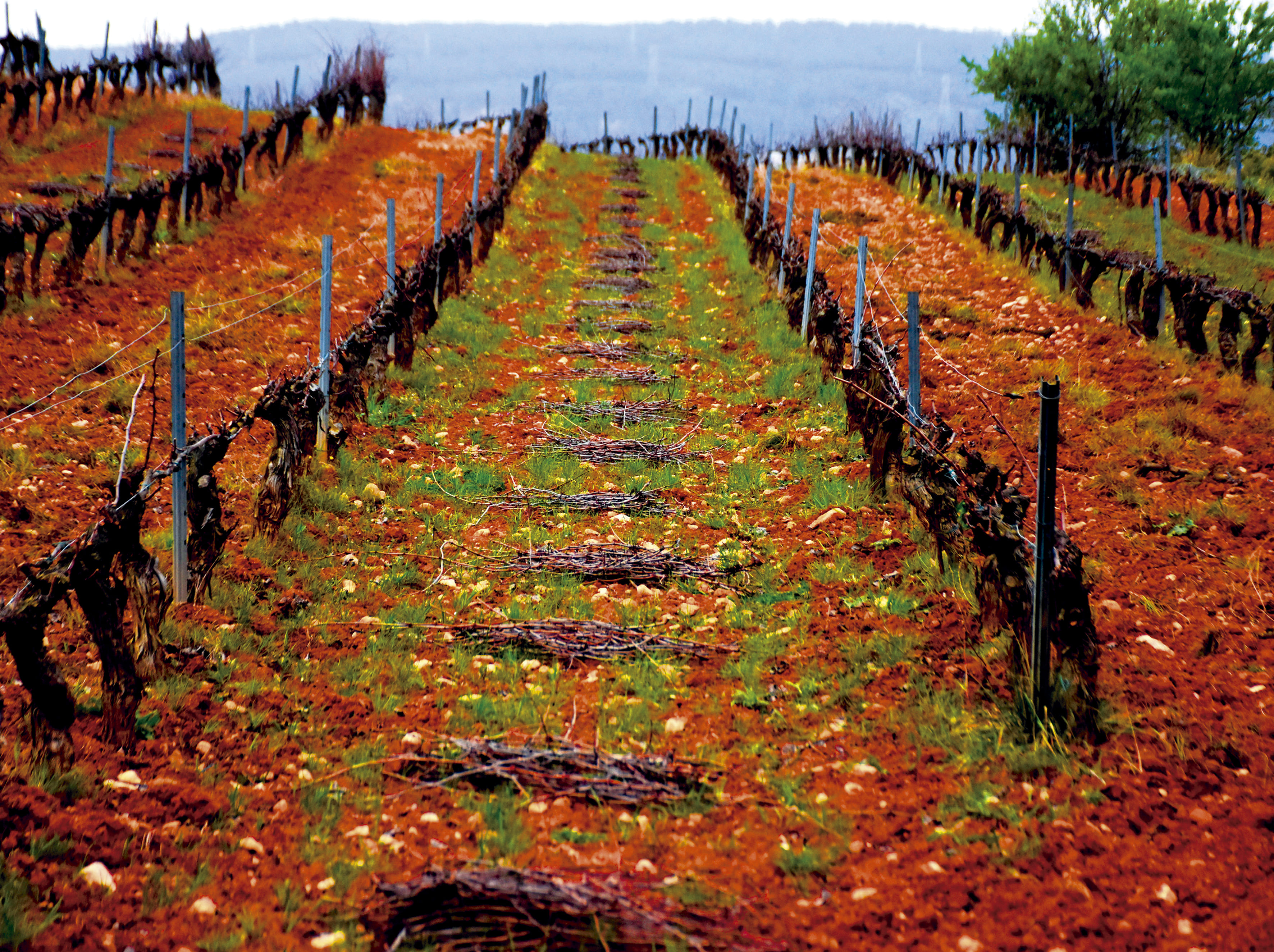 Red Vineyard
