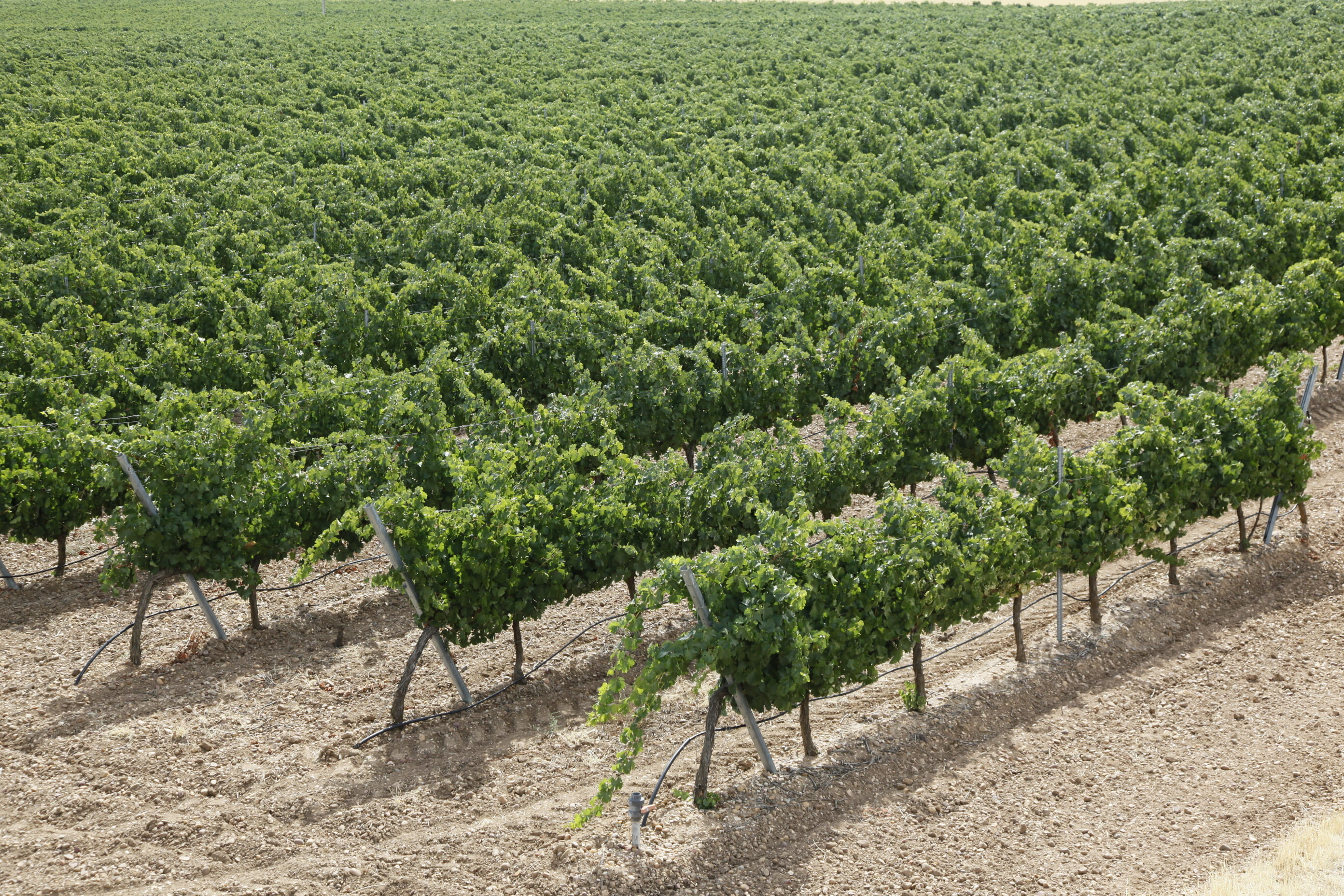 Vineyard Grown
